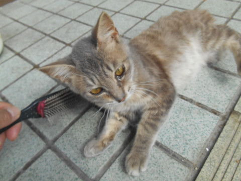 野良子猫 生後5か月位?