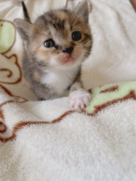 三毛の子猫