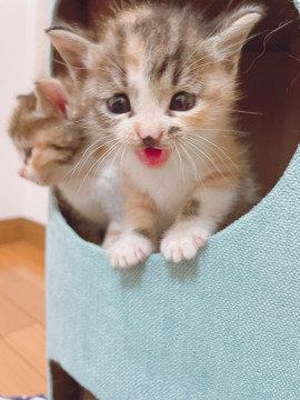 三毛の子猫