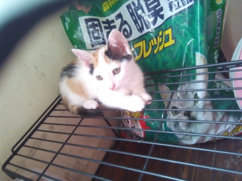 三毛猫の子猫2