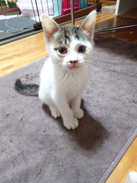 キジ白の仔猫くん