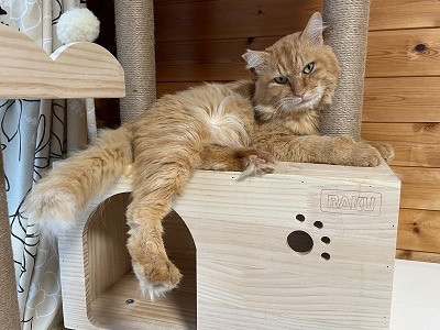呼ぶとシッポふりふりお返事♪