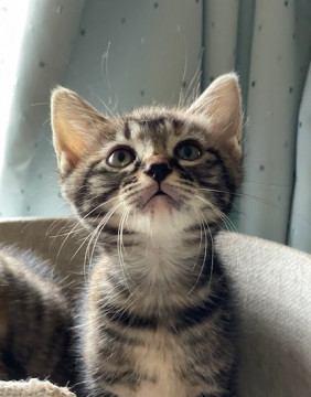 不思議模様のさび猫 はちちゃん