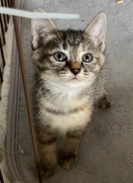 麦わら模様少しおっとり猫さんです