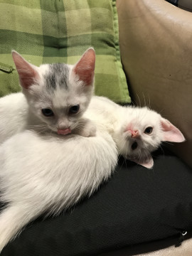生まれてもない子猫です。