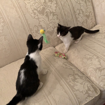 ハチワレ仲良し兄妹
