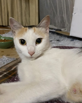 可愛い三毛猫です。
