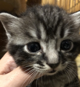 黒×グレーのオス仔猫