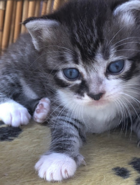 キジ白のオス仔猫