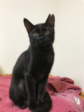 活発でかわいい黒猫です