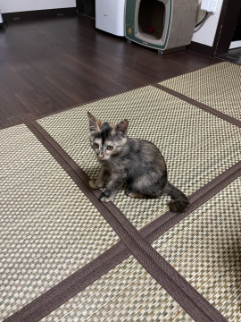 かわいいサビ猫ちゃん