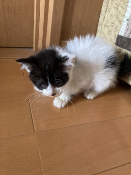 はぐれ子猫❣️シロクロちゃん❣️