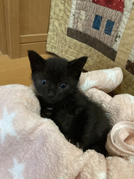 はぐれ子猫❣️クロネコちゃん❗️
