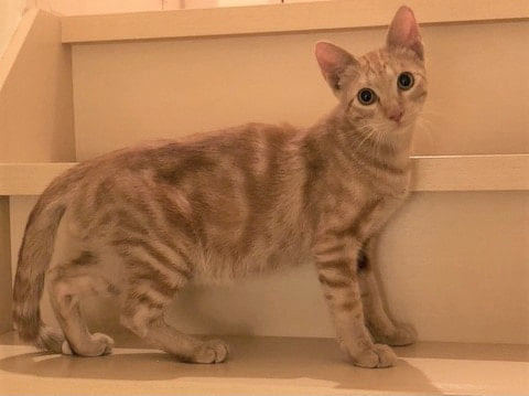 人懐こく甘えた❤️アメショ風茶トラ男の子