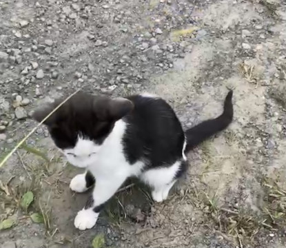 もうすぐ3ヶ月のハチワレ君