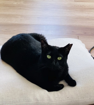 お留守番OK!単身者歓迎☆黒猫くぅちゃん