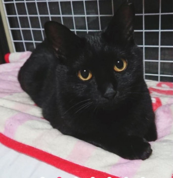 ツンデレ美ニャン♪黒猫ジェリクルちゃん