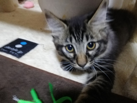子猫兄弟① おっとりふんわりチョコラ君