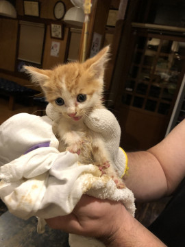 人懐っこい仔猫です。