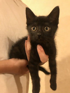 ブラックスモークの子猫