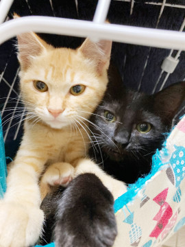 甘えん坊な黒猫ユパ♡2.5ヶ月