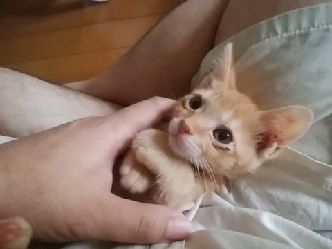 元気な茶トラ仔猫です。