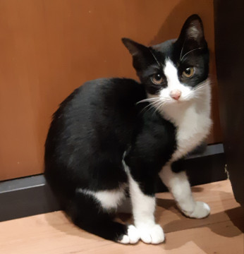 美猫ハチワレ☆らむちゃん