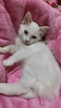 トライアル中です❣️