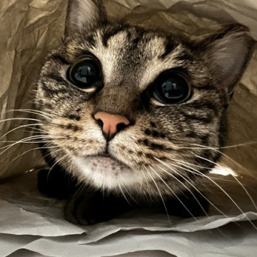 控えめ美猫のきぃちゃん
