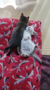 シャム猫風