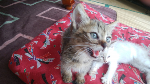 かわいい猫