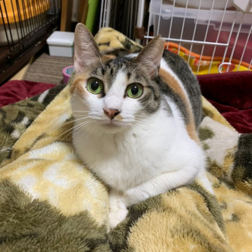 吸い込まれそうな瞳♡三毛猫みいちゃん