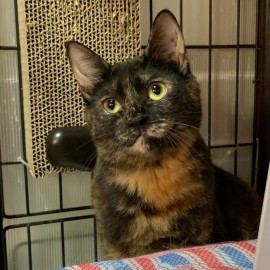 サビ柄のキュート系女子♪ベルちゃん