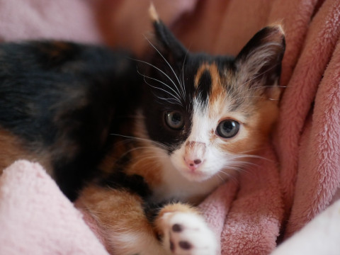 人もねこも大好き!三毛猫の女の子