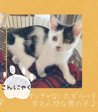 ヤンチャな甘えん坊☆こんにゃく君
