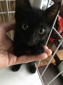 黒猫の子猫です。