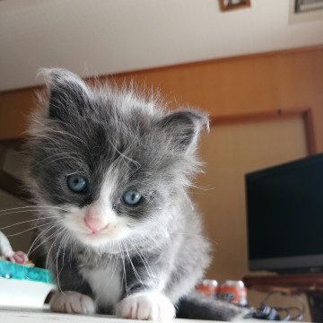 かわいい仔猫