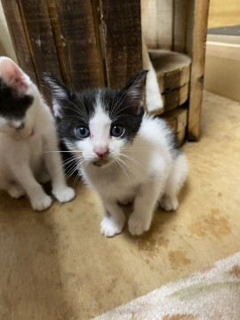顎下の模様が特徴的なイケメンねこちゃん