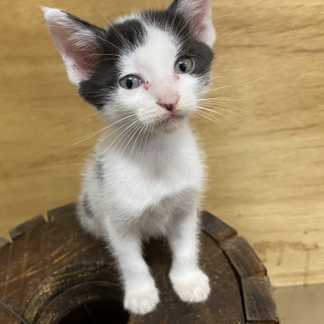 おでこの模様が特徴的な美猫ちゃん