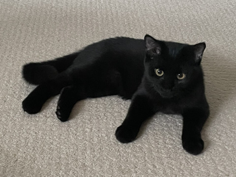 マイペース元気いっぱいの子猫