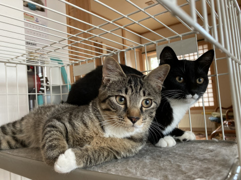 元気いっぱいの兄妹猫