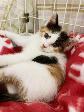 可愛い三毛猫せんちゃん♡2ヶ月