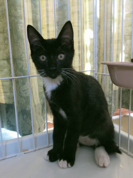 靴下をはいた、元気で人懐っこい猫