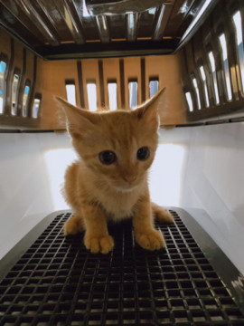 子猫 茶トラ