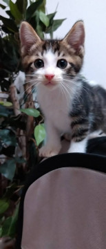 イケメン美猫 白キジ男の子