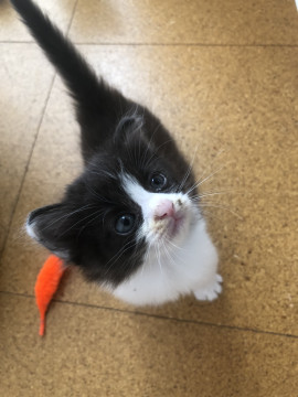 ふわふわ毛のハチワレ4兄弟・あき