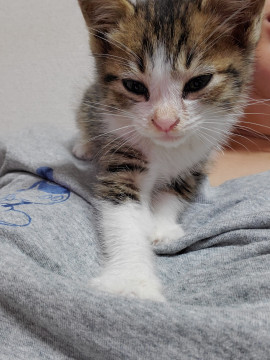 可愛い子猫ちゃん