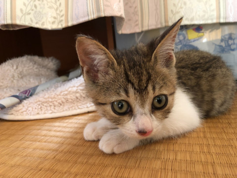 やんちゃなちびっこ