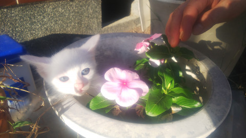 生後約1ヶ月の子猫貰ってください