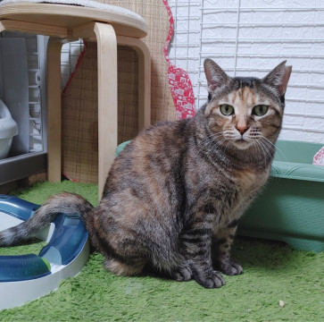 ごはんラブ❤️ほんわかお寺のききょうさん